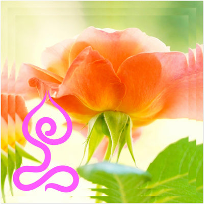 Flowers Lotus Pose Poster